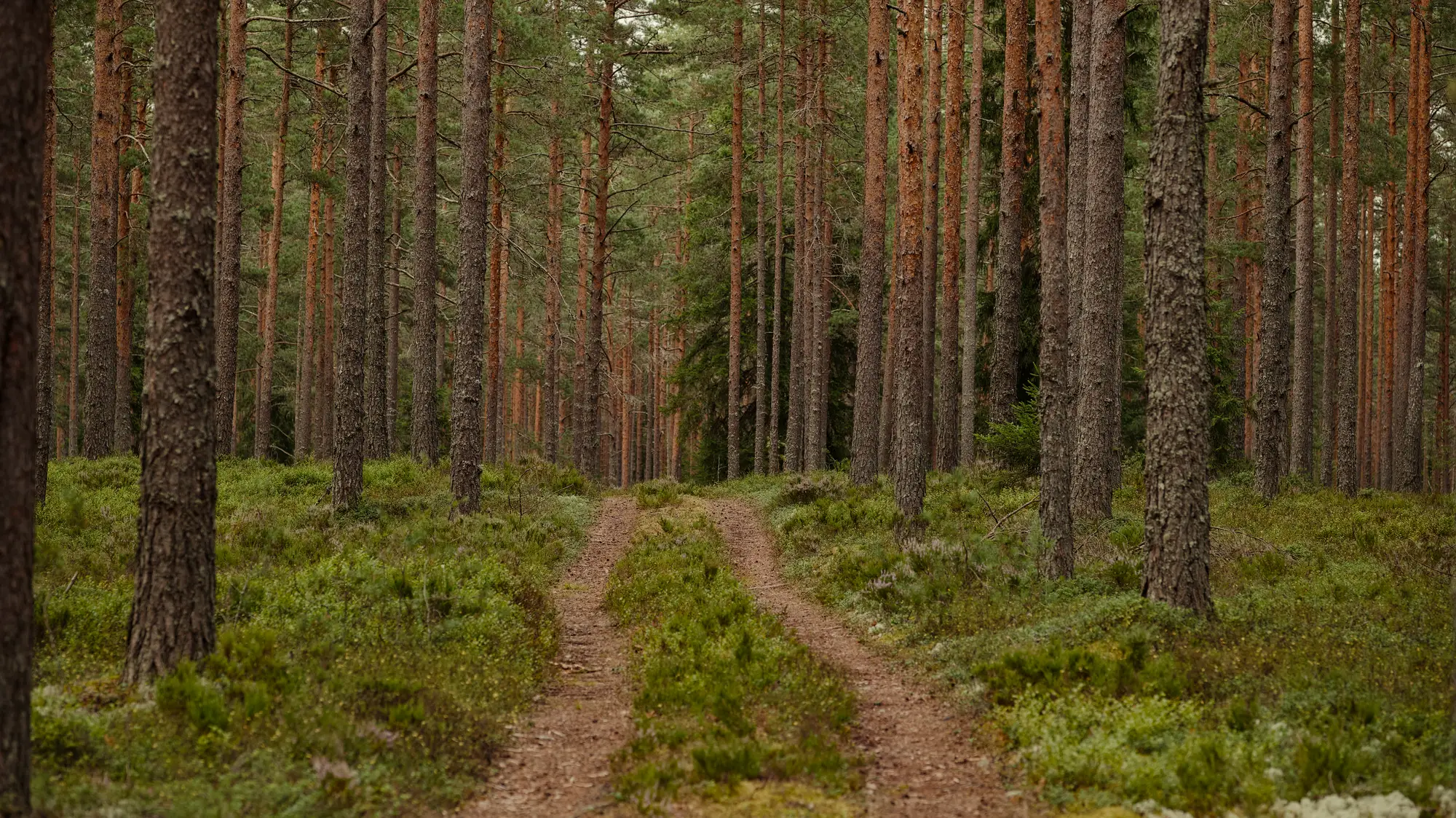 A grassy forestry ride running between rows of tall pine