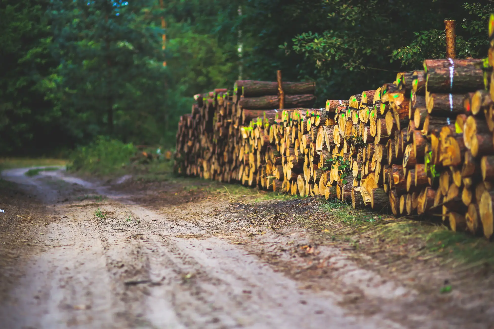 Felled pine logs stacked beside a sandy forest track